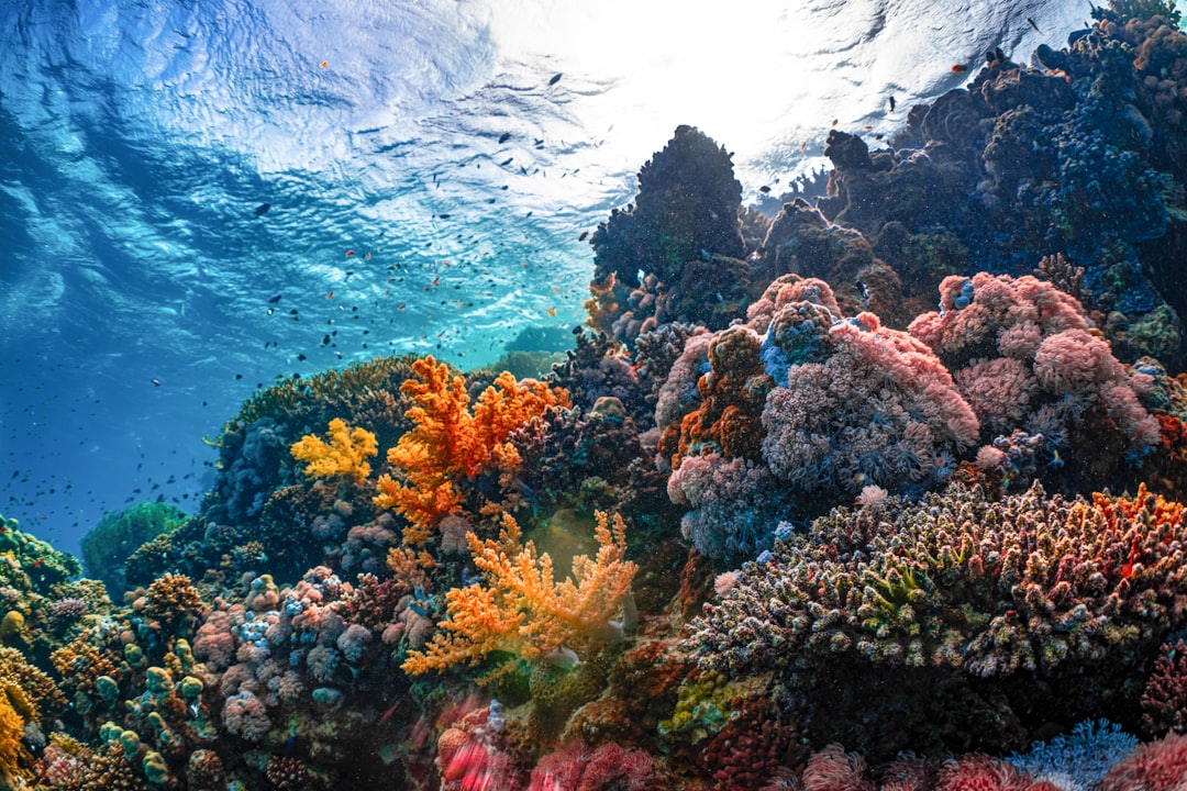 Sabang Diving — scuba